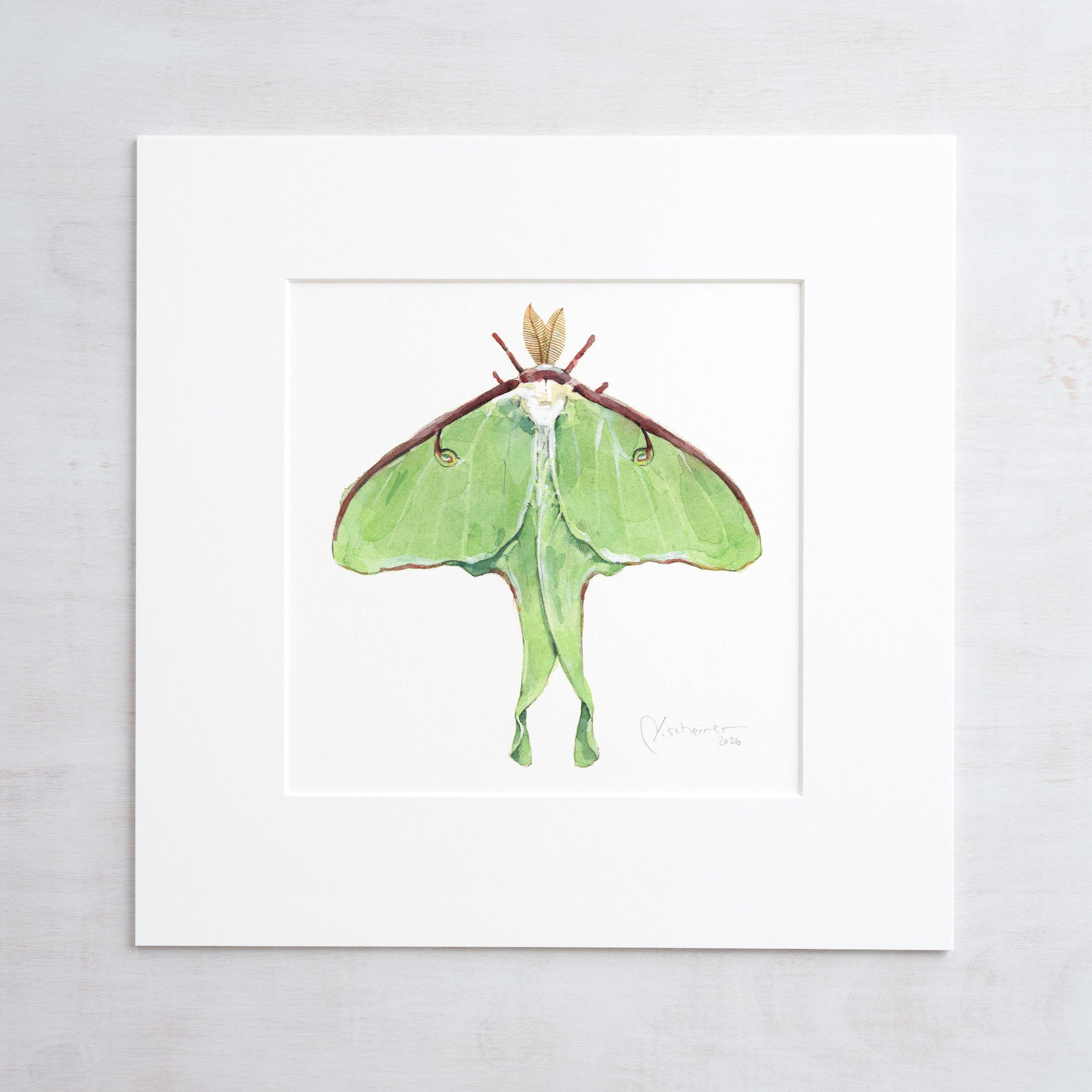 Luna Moth Print