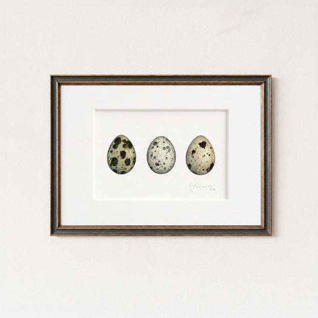 Quail Eggs Watercolor Print