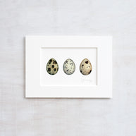 Quail Eggs Watercolor Print