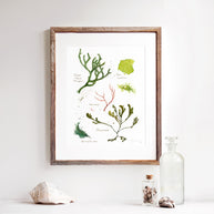 Seaweed Botanical Print