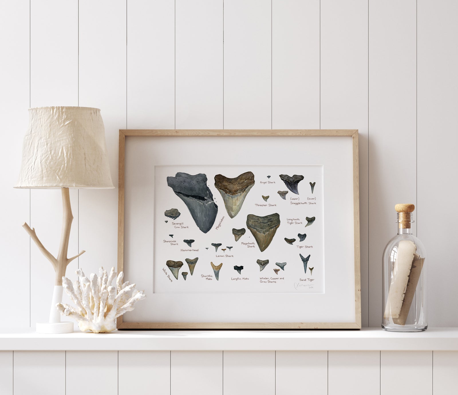 Illustrated Fossil Shark Teeth Chart, Natural History Watercolor Art Print