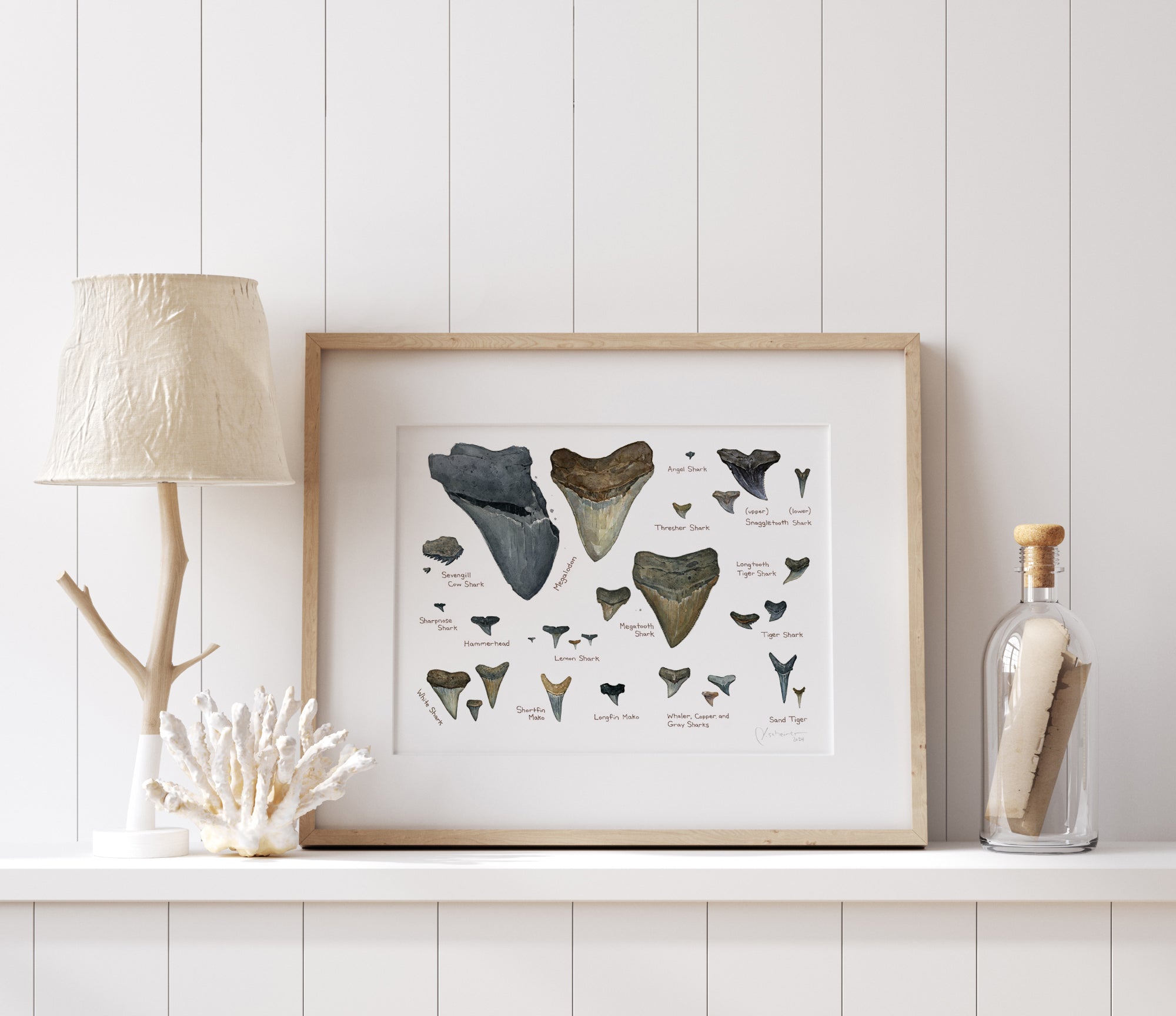 Illustrated Fossil Shark Teeth Chart, Natural History Watercolor Art Print