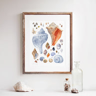 New England Seashells Art Print