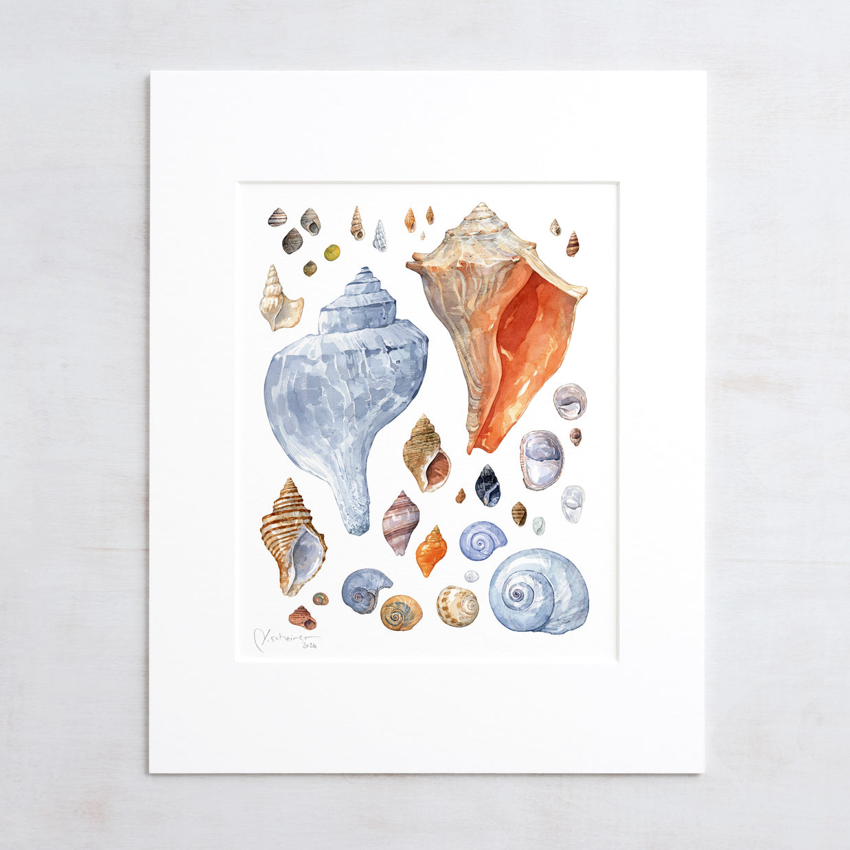 New England Seashells Art Print