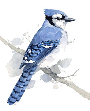 Blue Jay Print, Bird Watercolor Painting, Audubon Print