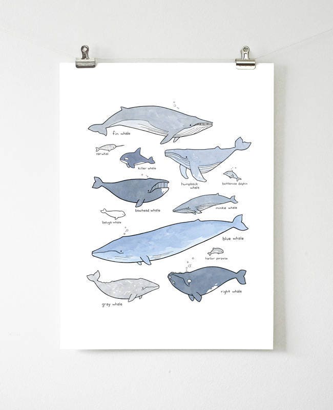 Whale Print, Nautical Nursery Whale Decor Wall Art, Whale Chart Illustration