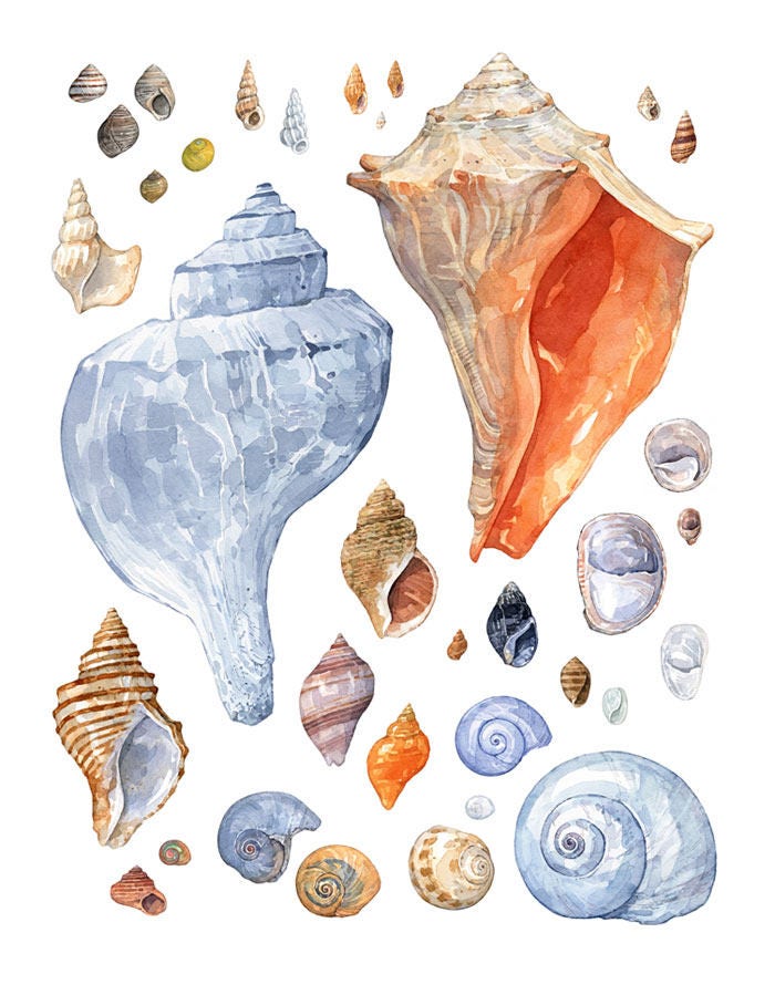 Seashell Painting Coastal Wall Art, Watercolor Shells Print, Beach House Decor