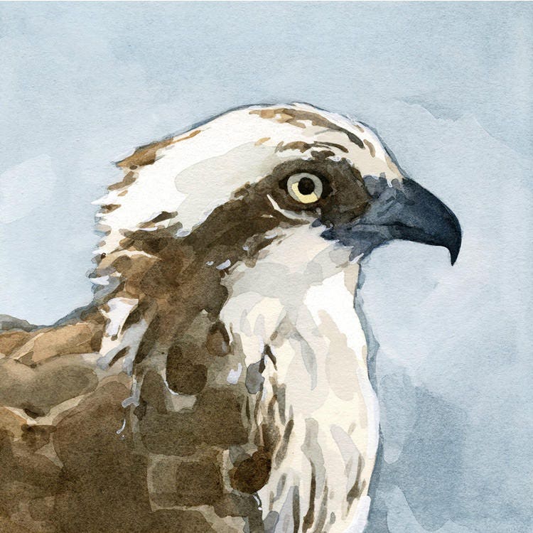 Osprey Watercolor Painting Print, Coastal Bird Wall Art Print