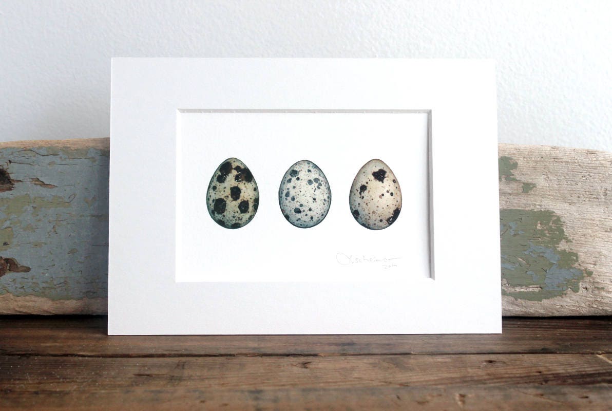 Quail Eggs Watercolor Art Print, Modern Farmhouse Wall Art, Rustic Decor