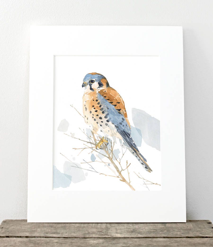 American Kestrel Watercolor Painting, Bird Print