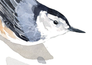 Nuthatch Watercolor Print, Bird Painting Wall Art