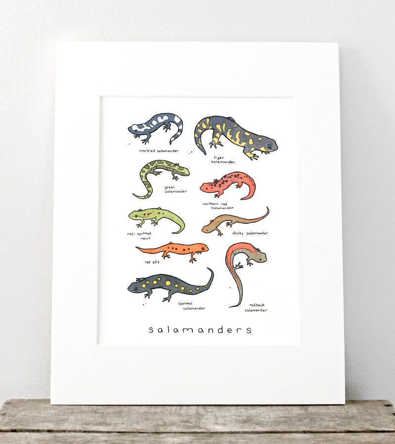 Salamanders Chart Print, Animal Wall Art, Kids Room Wall Decor