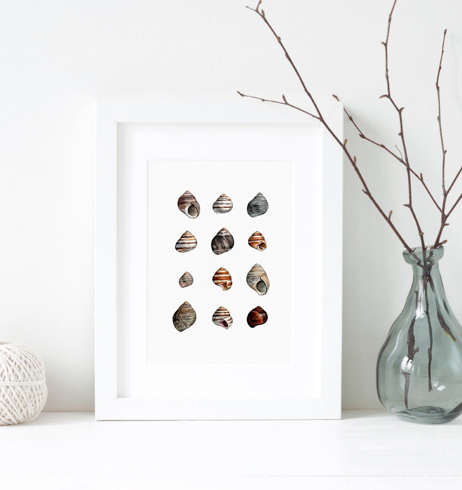 Periwinkles Shells Watercolor Painting, Art Print Coastal Decor, Shell Prints
