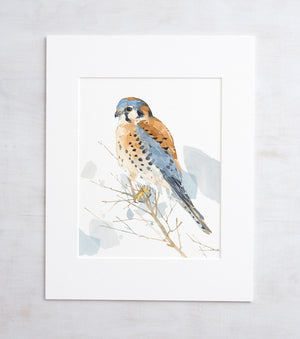 American Kestrel Watercolor Painting, Bird Print