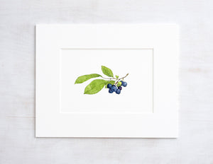 Blueberries Botanical Watercolor Print, Botanical Watercolor