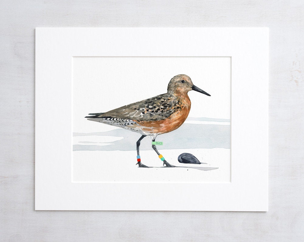 Shorebird Watercolor Print, Red Knot, Beach Art Painting, Coastal Shore Art Print