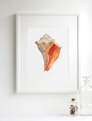 Orange Whelk Shell Watercolor Art Print 8x10, Seashell Beach Decor Seashore Art