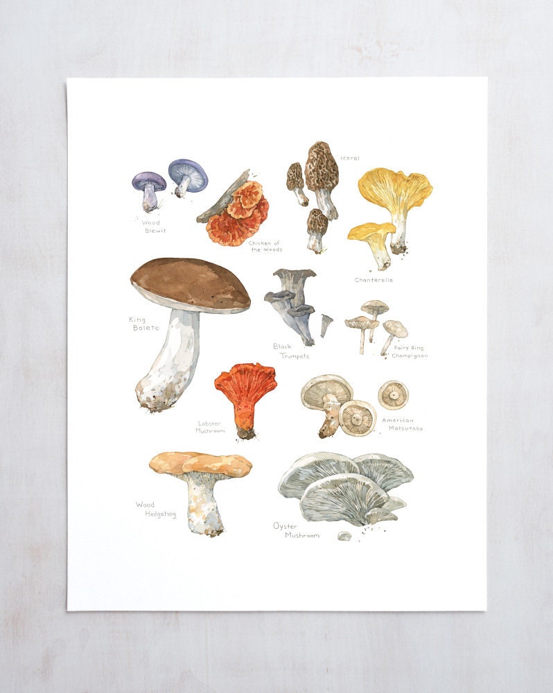 Edible Mushrooms Botanical Print, Kitchen Wall Decor, Woodland Plants Chart