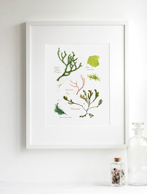 Seaweed Botanical Watercolor Art Print Beach Decor