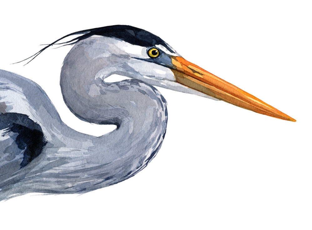 Great Blue Heron Watercolor Art Print, Large Bird Art