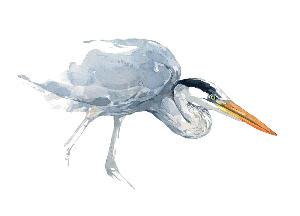 Great Blue Heron Watercolor Study Print, Coastal Bird Wall Art