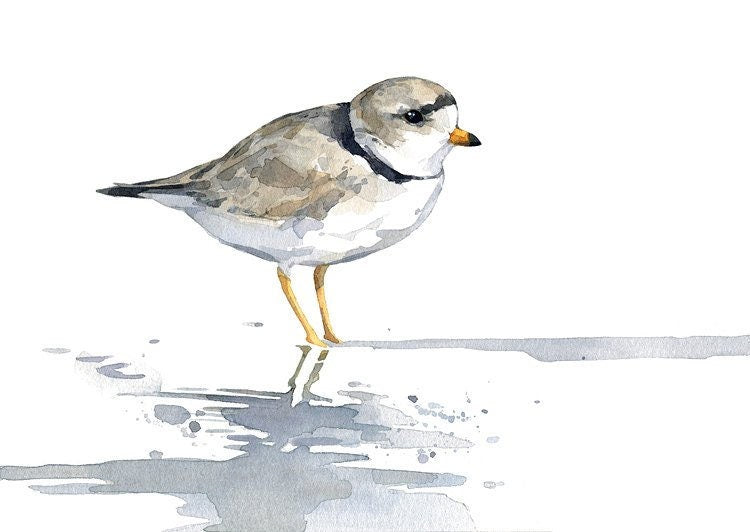 Piping Plover Watercolor Print, Sandpiper Beach Painting