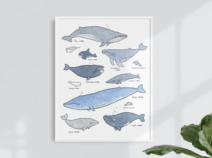 Whale Print, Nautical Nursery Whale Decor Wall Art, Whale Chart Illustration