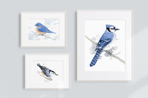 Blue Jay Print, Bird Watercolor Painting, Audubon Print