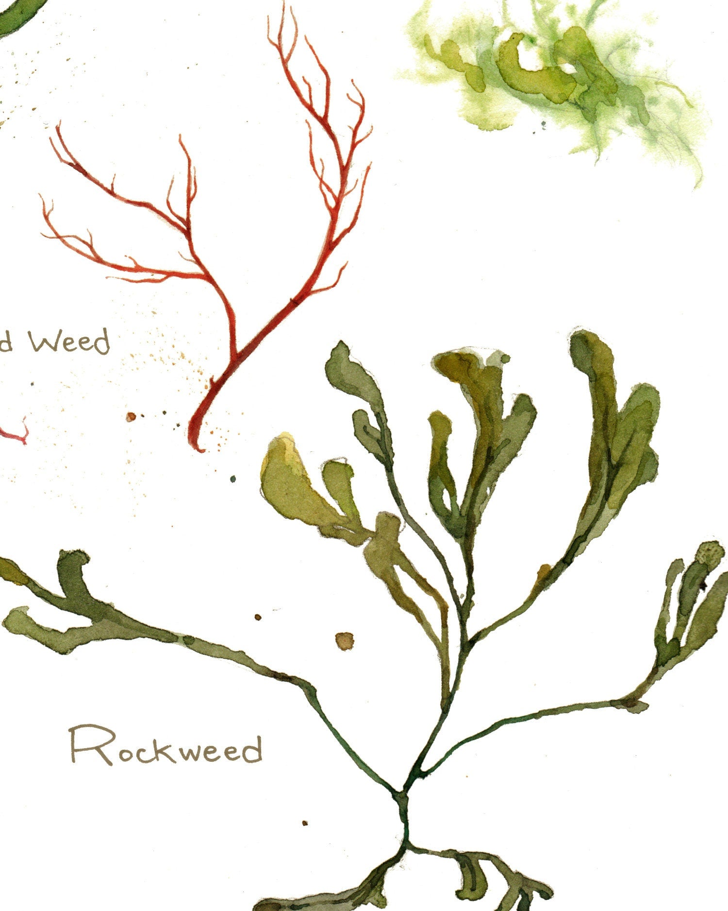 Seaweed Botanical Watercolor Art Print Beach Decor