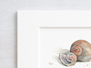 Sharks Eye Shell Watercolor Painting, Small Beach Art Print, Moon Snail Shells, Sea Glass Art