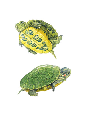 Baby Turtle Watercolor, Pond Turtle Watercolor Nature Study