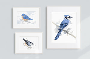 Nuthatch Watercolor Print, Bird Painting Wall Art