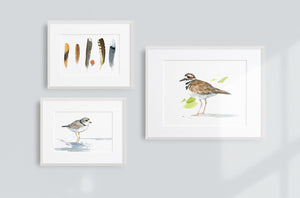 Piping Plover Watercolor Print, Sandpiper Beach Painting