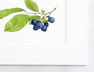 Blueberries Botanical Watercolor Print, Botanical Watercolor