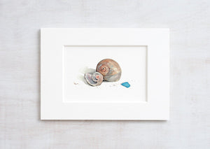 Sharks Eye Shell Watercolor Painting, Small Beach Art Print, Moon Snail Shells, Sea Glass Art