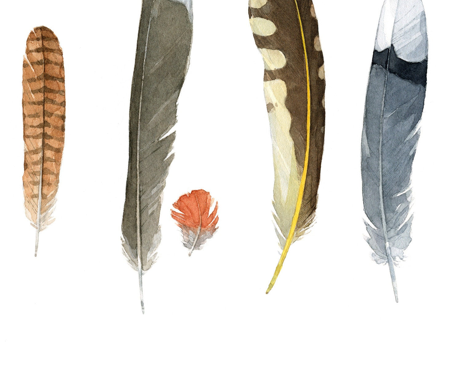 Backyard Bird Feathers Watercolor Print, Feather Art Decor - studiotuesday