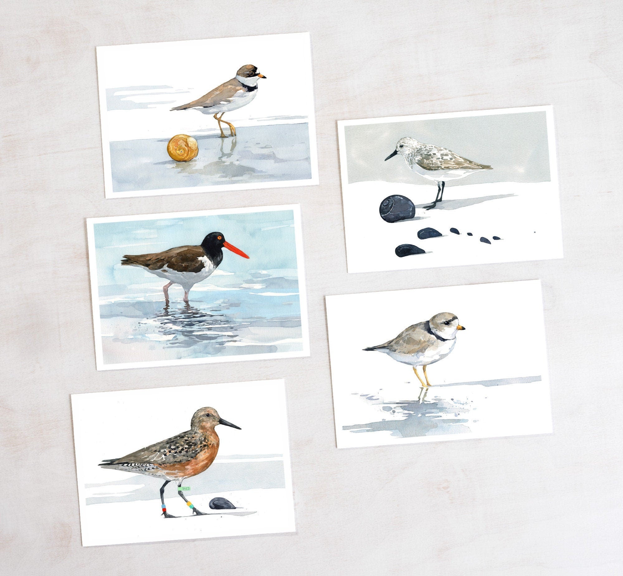 Shorebird Beach Card Set, Mixed Bird Art Stationery Gift Set