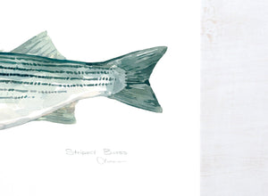 Striped Bass Watercolor Print, Fish Painting, lakehouse decor
