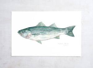 Striped Bass Watercolor Print, Fish Painting, lakehouse decor