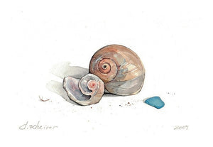 Sharks Eye Shell Watercolor Painting, Small Beach Art Print, Moon Snail Shells, Sea Glass Art