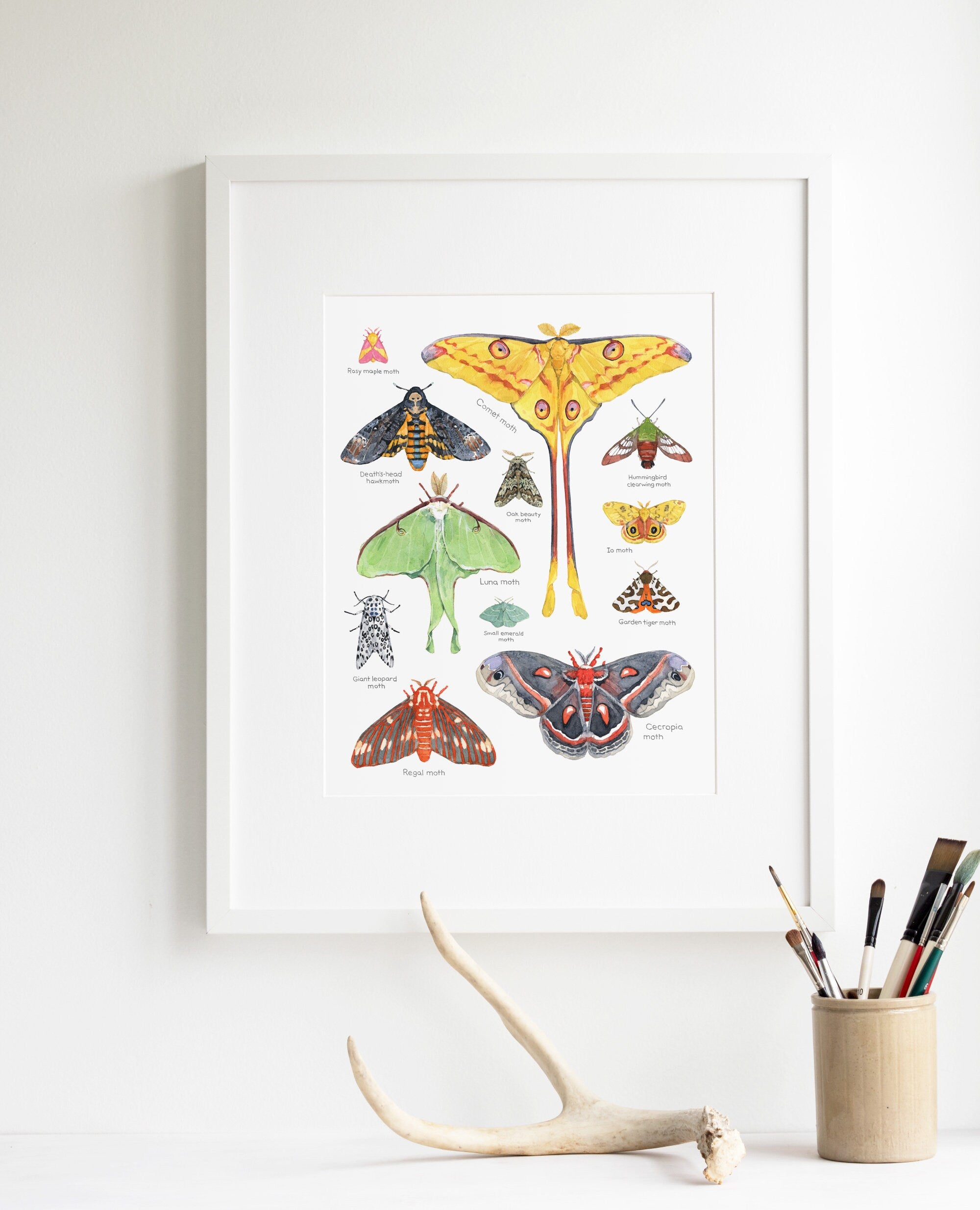 Moth Print, Colorful Insects Watercolor, Animal Chart