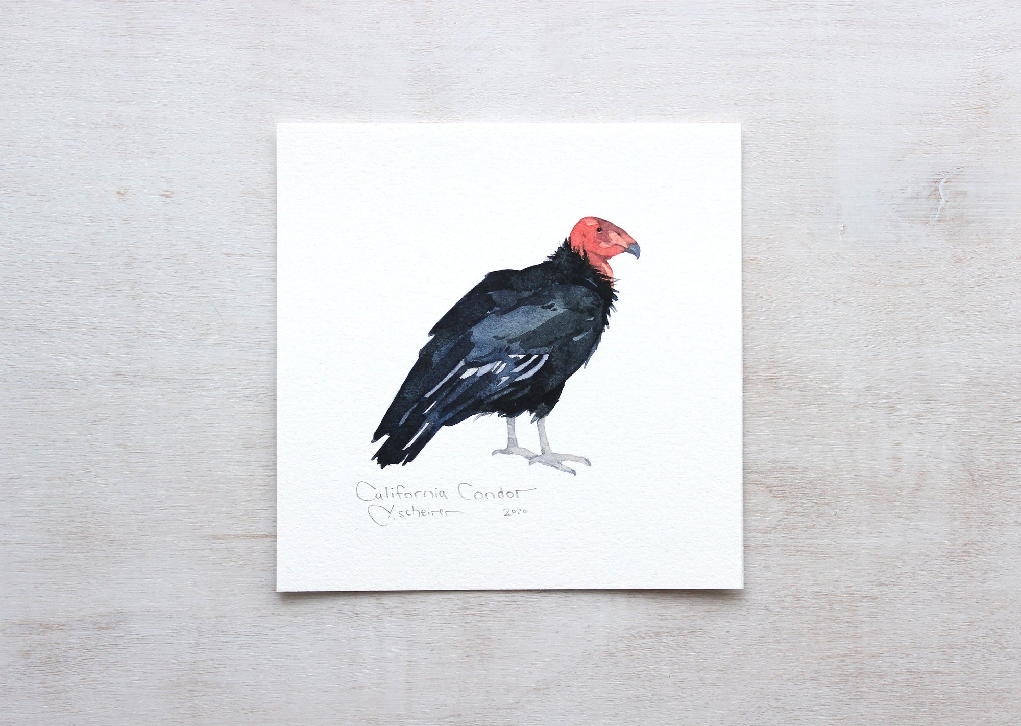 California Condor Print, Vulture Bird Watercolor Wall Art, Endangered Animal