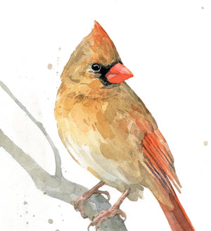 Female Cardinal Watercolor Print, Bird Painting