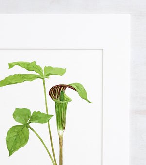 Jack in the Pulpit Watercolor Botanical Art Print, Woodland Plant Wall Decor