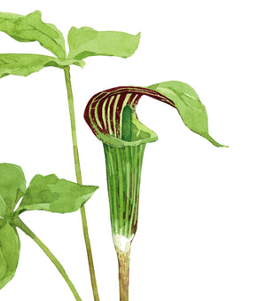 Jack in the Pulpit Watercolor Botanical Art Print, Woodland Plant Wall Decor