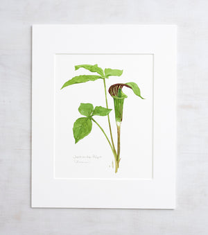 Jack in the Pulpit Watercolor Botanical Art Print, Woodland Plant Wall Decor