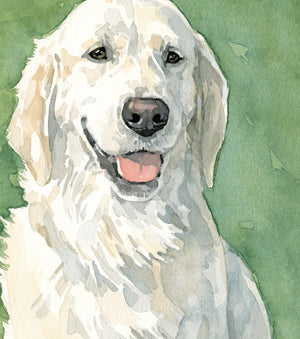 English Retriever Watercolor Limited Edition Print, White Cream Retriever Painting