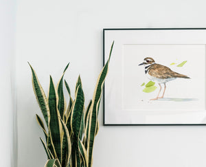 Killdeer Watercolor 8x10 Print, Bird Painting, Nature Decor, Audubon Print