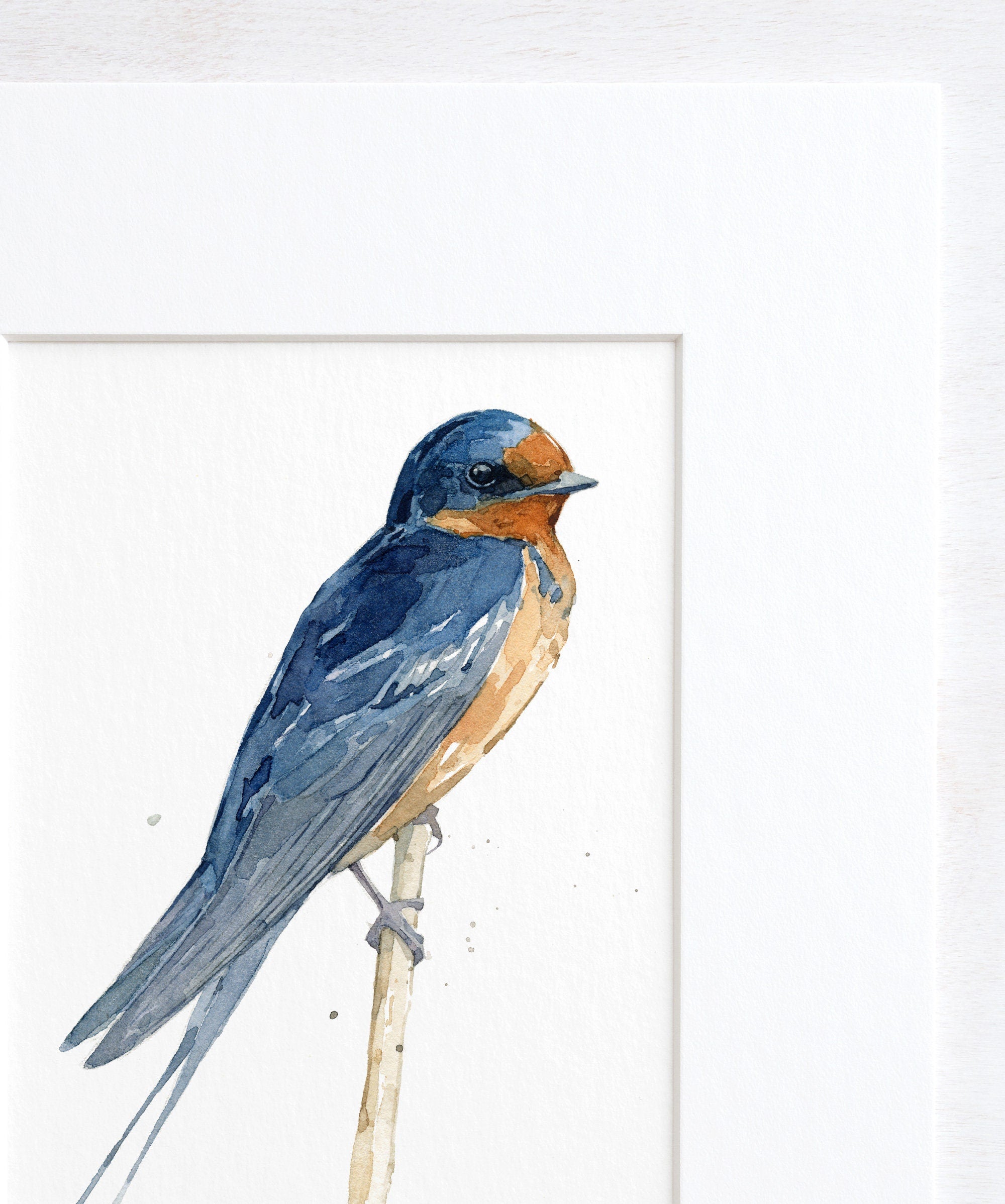 Barn Swallow Watercolor Print, Bird Painting
