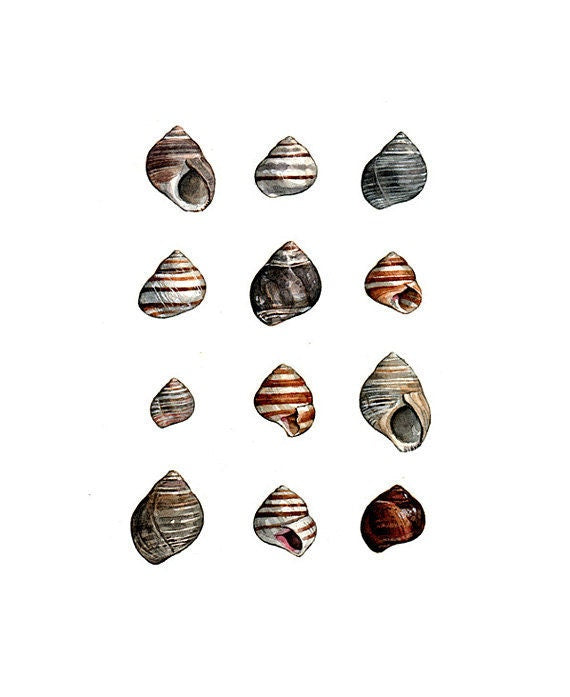 Periwinkles Shells Watercolor Painting, Art Print Coastal Decor, Shell Prints